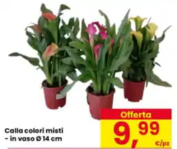 Eurospar Calla colori misti offerta