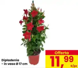 Eurospar Dipladenia offerta