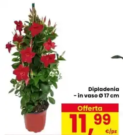 Despar Dipladenia offerta