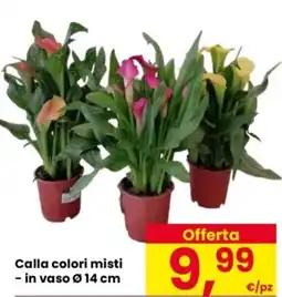 Despar Calla colori misti offerta