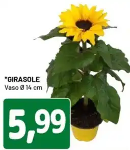 DPiù Girasole offerta