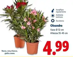 Lidl Oleandro offerta