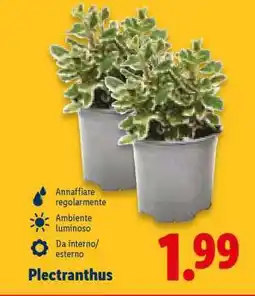 Lidl Plectranthus offerta