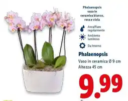 Lidl Phalaenopsis offerta