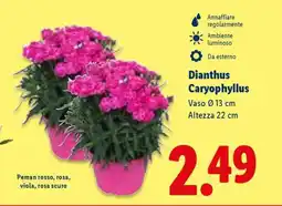 Lidl Dianthus Caryophyllus offerta