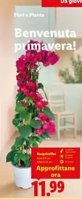 Lidl Bougainvillea offerta