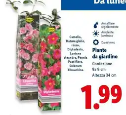 Lidl Piante da giardino offerta
