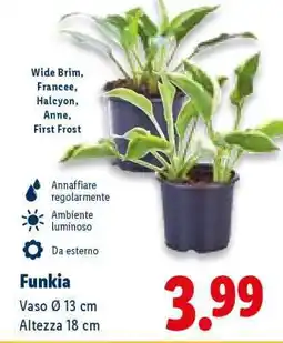 Lidl Funkia offerta