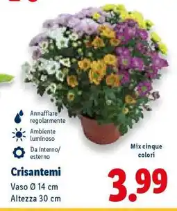 Lidl Crisantemi offerta