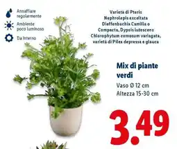 Lidl Mix di piante verdi offerta
