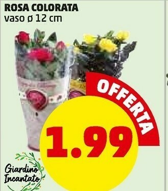 PENNY Rosa colorata offerta