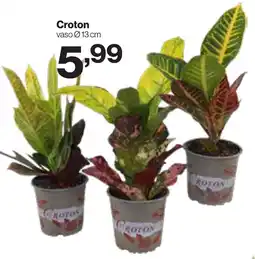 In'S Mercato Croton offerta