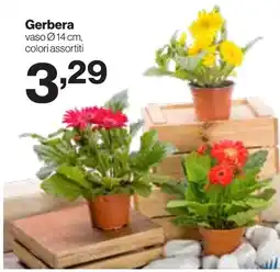 In'S Mercato Gerbera offerta