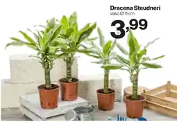 In'S Mercato Dracena Steudneri offerta