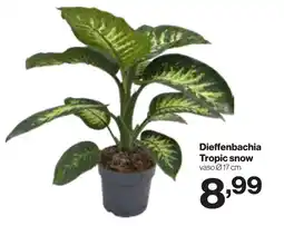 In'S Mercato Dieffenbachia Tropic snow offerta