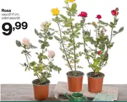 In'S Mercato Rosa offerta