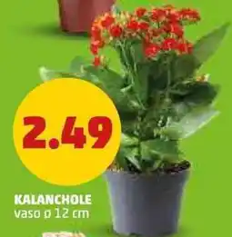 PENNY Kalanchole vaso ø12 cm offerta