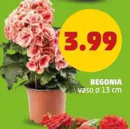 PENNY Begonia vaso ø 13 cm offerta