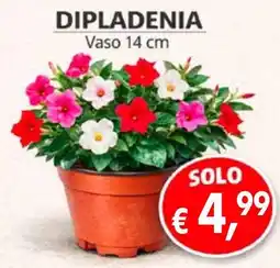 èccoMI Dipladenia offerta