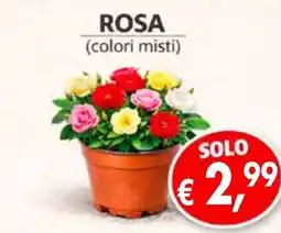 èccoMI Rosa offerta