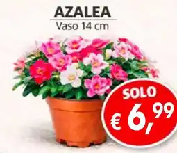 èccoMI Azalea offerta