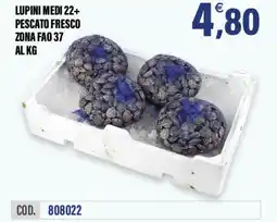 Adhoc Lupini medi 22+ pescato fresco zona fao 37 offerta