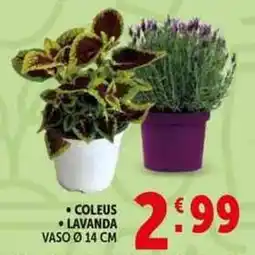 Deco Supermercati Coleus lavanda vaso ø14 cm offerta