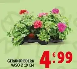 Deco Supermercati Geranio edera vaso ø19 cm offerta