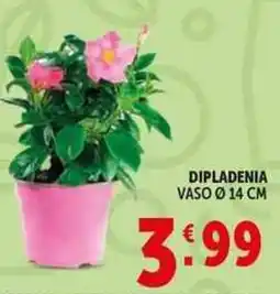 Deco Supermercati Dipladenia vaso ø14 cm offerta