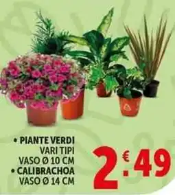 Deco Supermercati Piante verdi calibrachoa offerta