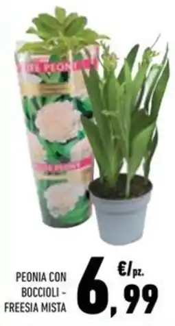 Conad Superstore Peonia con boccioli - freesia mista offerta