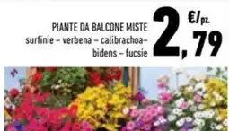 Conad Superstore Piante da balcone miste offerta