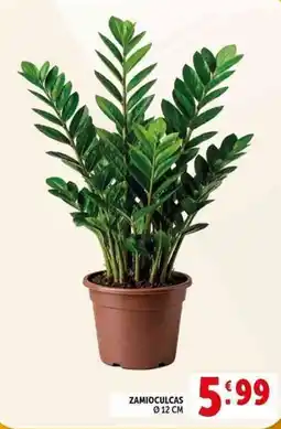 Deco Supermercati Zamioculcas ø12 cm offerta
