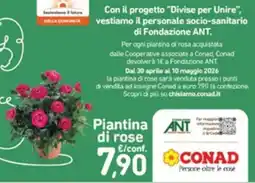 Conad Superstore Piantina di rose offerta
