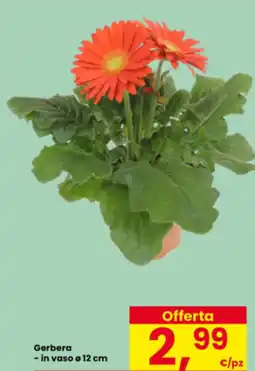 Interspar Gerbera offerta