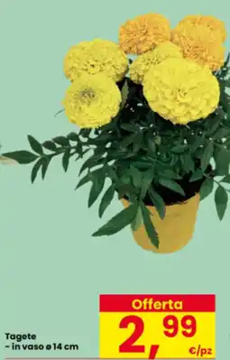 Interspar Tagete offerta