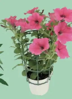 Interspar Surfinia offerta