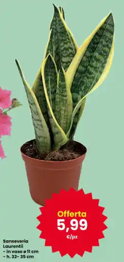 Interspar Sanseveria Laurentii offerta
