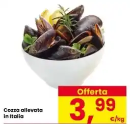 Interspar Cozza allevata in Italia offerta