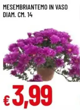 Famila Mesembriantemo in vaso offerta