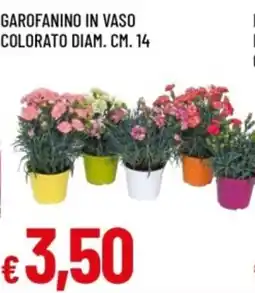 Famila Garofanino in vaso colorato offerta
