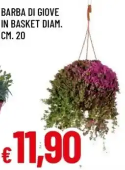 Famila Barba di giove in basket offerta