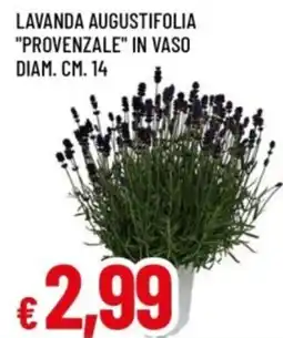 Famila Lavanda augustifolia "provenzale" in vaso offerta