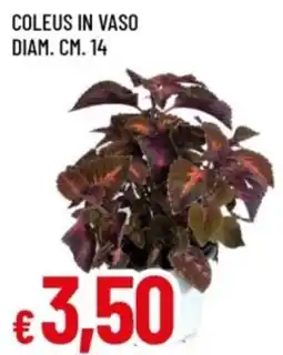 Famila Coleus in vaso offerta