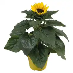 Ipercoop GIRASOLE offerta