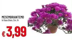 Galassia Mesembriantemo in vaso offerta