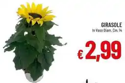 Galassia Girasole in vaso offerta
