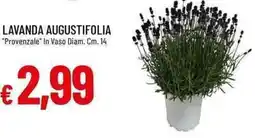 Galassia Lavanda augustifolia "provenzale" in vaso offerta