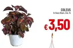 Galassia Coleus in vaso offerta