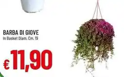 Galassia Barba di giove in basket offerta